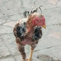 خروس نسل دار