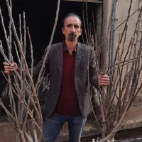 مقامترین به سرماوکم آبی نهال آرش