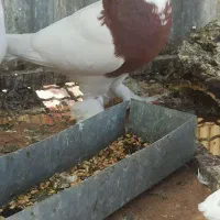 کفتر|پرنده|داراب, |دیوار