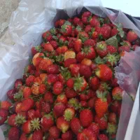 توت فرنگی خوراکی