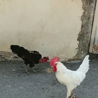 مرغ و خروس در آچاچی