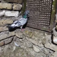 کبوتر|پرنده|علی‌آباد کتول, |دیوار