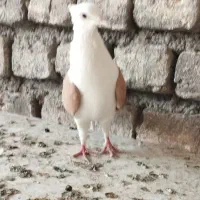 کبوتر