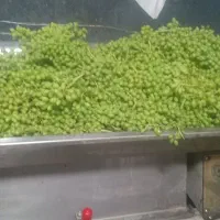 آبگیری غوره ولیموبادستگاه پرس