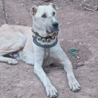 گله ای واگذاری