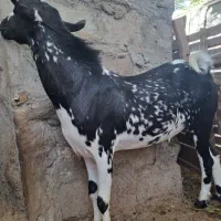 کهره نری شهری کم سن و چاق