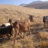 بزه بی