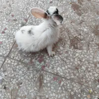 بچه خرگوش