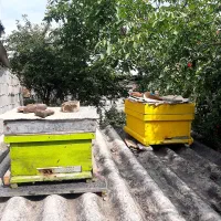 فروش کندو بازنبور