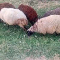 بره ماده