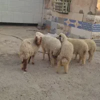 بره
