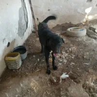 سگ نگهبان