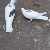 کبوتر‌‌‌‌‌جفت