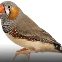 فنچ