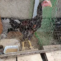 مرغ و خروس لاری ترک