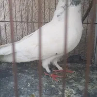 تعدادی کفتر گرفتنی خوب  فقط ۱۵۰‌ تا۲۰۰ تومان
