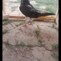 کبوتر ساده