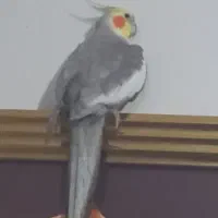 عروس هلندی نر
