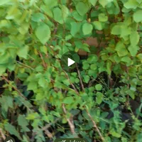 نهالR|گل و گیاه طبیعی|رباط‌کریم, |دیوار
