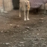 سگ نگهبان