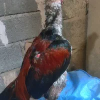 خروس لاری تاجمیل نقابدار اصیل