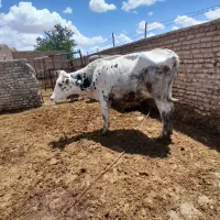 گاو شکم اول