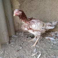 مرغ لاری