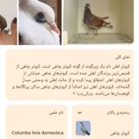 پرنده قناری سهره. شیک و اتو کشیده