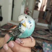 مرغ عشق نر 2ماه سرحال