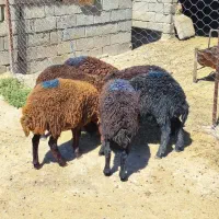 بره ماده شیشک قزل افشار