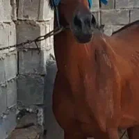 اسب عرب خالص در شادگان