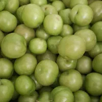 گوجه سبز بدون خرابی وزدگی
