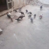 بوقلمون