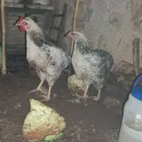مرغ خروس نیمچه