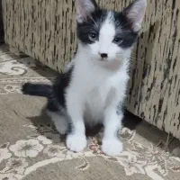 حیوانات گربه