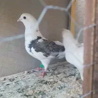 کبوتر یه کت