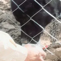 سگ نگهبان