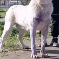 سگ سرابی