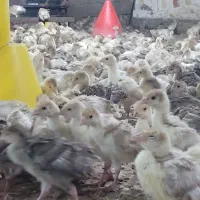 بوقلمون بوربون