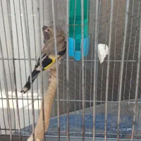 معاوضه جوجه سهره نر با سهره قناری