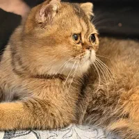 بچه گربه نژاد گارفیلد بلک گلد (اورجینال)