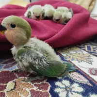 جوجه طوطی برزیلی