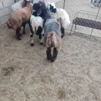 بره چاق چاق