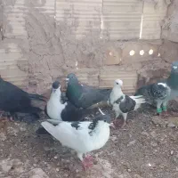 کبوتر پرشی