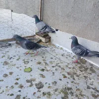 کبوتر پلاکی