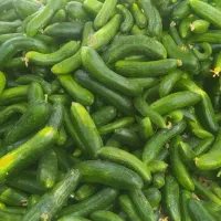 خیاربزازنا