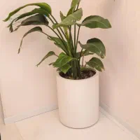 گل لیراتا و نیکولای