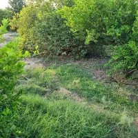 فروش-باغ-مرکبات-و-نخلستان-در-روستای-کلیبی-میناب