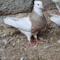 جفت طوقی اصل،نر کارتونی،ماده الماسی،نر زرین سیاه