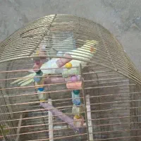عروس هلندی